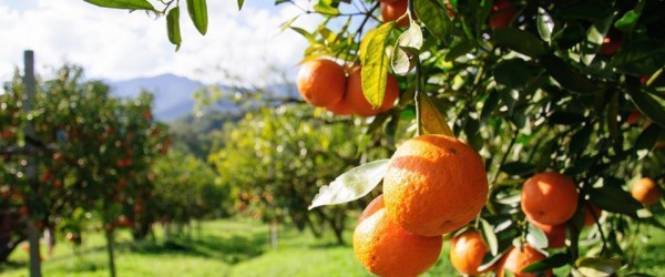 Portakal Çiçeği Festivali